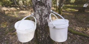白桦树汁止咳、解酒、美容？