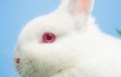 我们家的“小调皮”